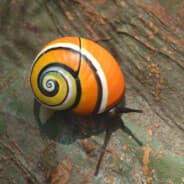 mollusk PEEK