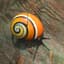 mollusk PEEK