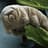 Mr. Tardigrade