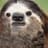 Slothy
