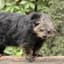 Binturong
