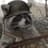 Raccoon