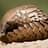 Pangolin