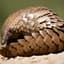 Pangolin
