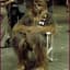 'Σŋiפмą' Chewbacca!
