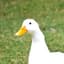 Goose