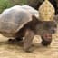 holycatturtle
