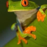 mormoloc