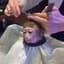 monkey