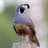 Quails