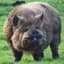 Big Pig