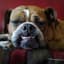 Bulldog