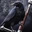 Raven