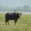 Water Buffalo