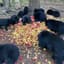 Black Bears