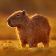 _Capybaras_