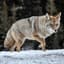 Coyote_Lover_420