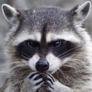 TrashPanda10