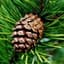 Moist_Pinecone