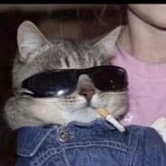 Cool Cat