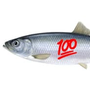 herring100『CS』