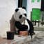 Drunkpanda