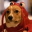 Lobster Dog