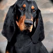 Coondog