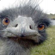 AvestruzSeduz