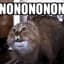 Nono Cat