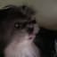 SharkyCat 