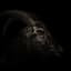 black phillip