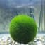 Moss Ball