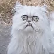 Jem
