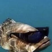 Immortal_Fish