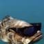Immortal_Fish