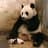 gN|sneezing panda