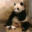 gN|sneezing panda