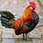 Rooster
