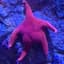 Starfish