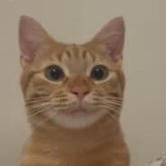 Hondyk