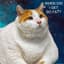 Fat Cat