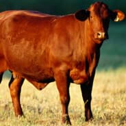 THEREDHEIFER