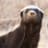 HoneyBadger