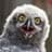 VerySpecialOwl