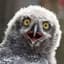 VerySpecialOwl