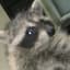 Very Filthy Raccoon