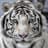 WhiteTiger