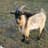 Iamonagoat