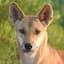 dingo